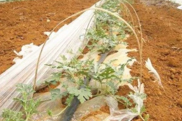 露地西瓜如何种植，幼苗的栽种深度为3厘米左右