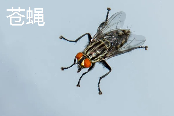 果蝇和苍蝇的区别，所属科目和外形均不同