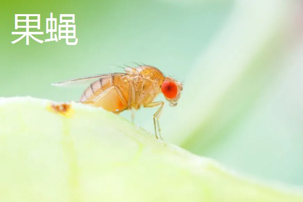 果蝇和苍蝇的区别，所属科目和外形均不同