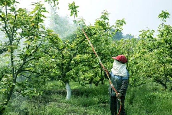 果蝇和苍蝇的区别，所属科目和外形均不同