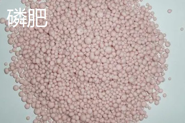 磷肥对植物生长的重要吗，是植物生长发育必须的大量元素