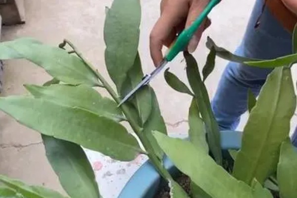怎么养小叶昙花，适合生长在较为湿润的环境中