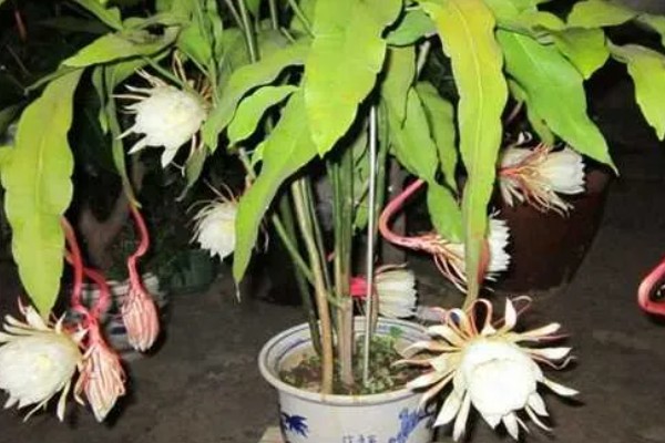 怎么养小叶昙花，适合生长在较为湿润的环境中