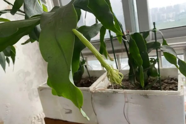 怎么养小叶昙花，适合生长在较为湿润的环境中