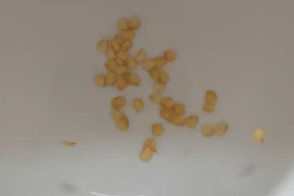 秋季辣椒如何严防疫病，可农业防治也可药剂防治
