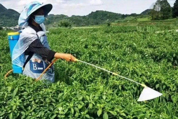 秋季辣椒如何严防疫病，可农业防治也可药剂防治