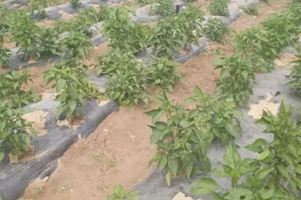秋季辣椒如何严防疫病，可农业防治也可药剂防治