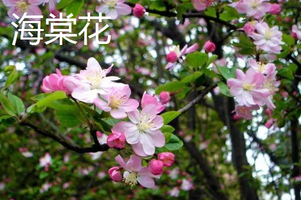 樱花的栽培历史，栽培历史已经有2000多年