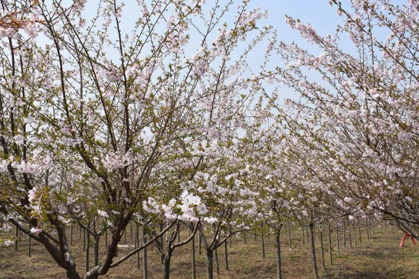 樱花的栽培历史，栽培历史已经有2000多年