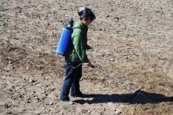 枸杞树叶子发白如何治疗，先要及时修剪完病枝叶