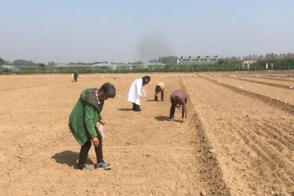 枸杞树叶子发白如何治疗，先要及时修剪完病枝叶