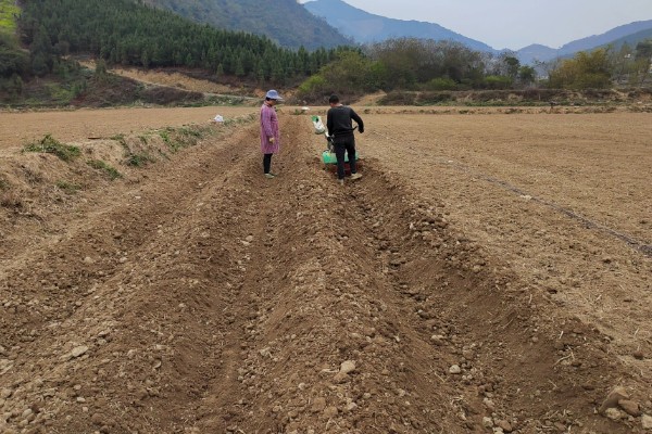 枸杞树叶子发白如何治疗，先要及时修剪完病枝叶