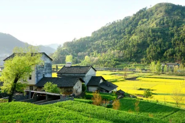 城市生活压力大回农村发展行不行，前景广阔但要考虑收入保障等问题