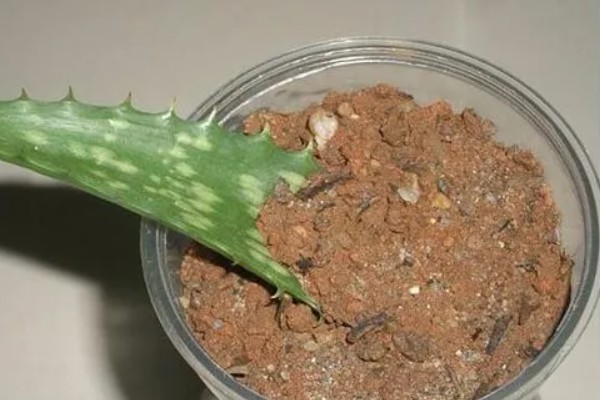 芦荟发黄变软怎么处理，需防止暴晒并适当浇水