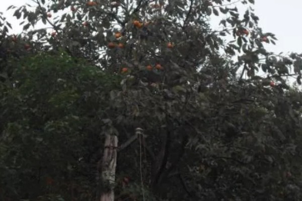 黑柿子适合什么地方种植，适合广东、海南西南部种植