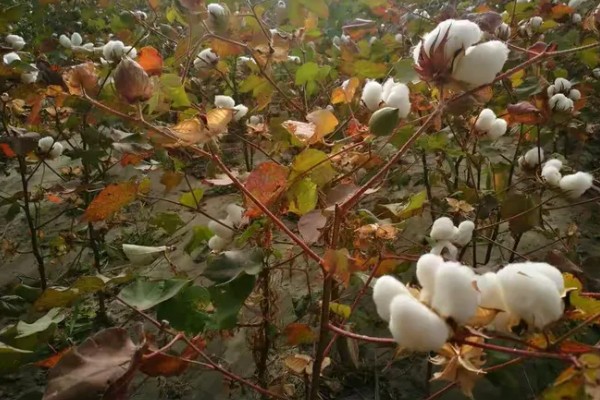 棉花的花语，寓意珍惜身边人、情意绵绵等