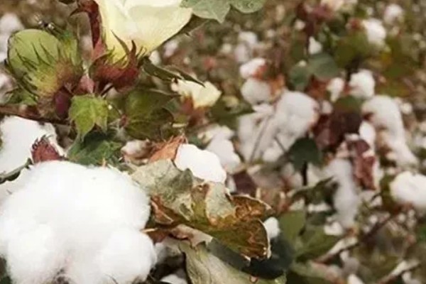 棉花的花语，寓意珍惜身边人、情意绵绵等