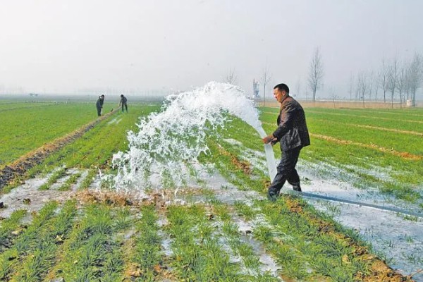 小麦的种植方法，用辛硫磷拌种可防治地下害虫