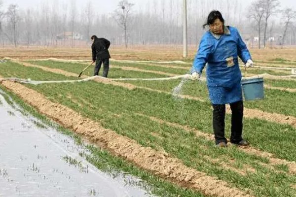 小麦的种植方法，用辛硫磷拌种可防治地下害虫