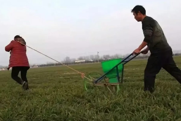 小麦的种植方法，用辛硫磷拌种可防治地下害虫