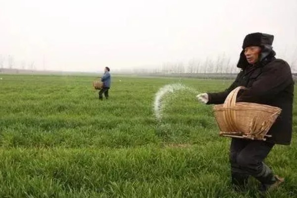 小麦的种植方法，用辛硫磷拌种可防治地下害虫