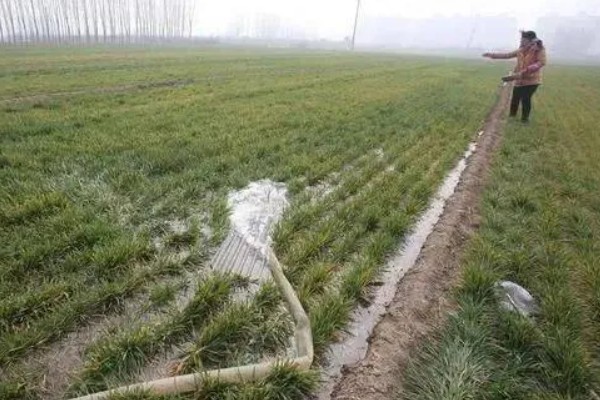 小麦的种植方法，用辛硫磷拌种可防治地下害虫