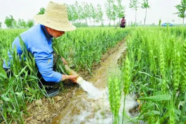 小麦的种植方法，用辛硫磷拌种可防治地下害虫