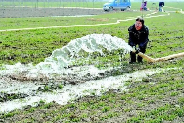 小麦的种植方法，用辛硫磷拌种可防治地下害虫