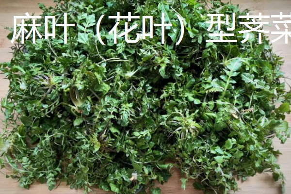野生荠菜什么时候采，春季或者秋季均可采挖