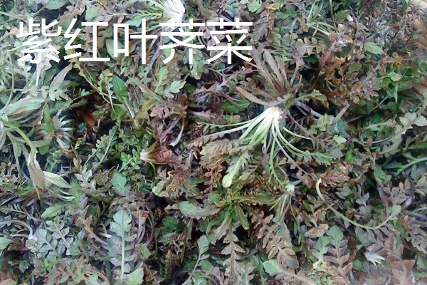 野生荠菜什么时候采，春季或者秋季均可采挖