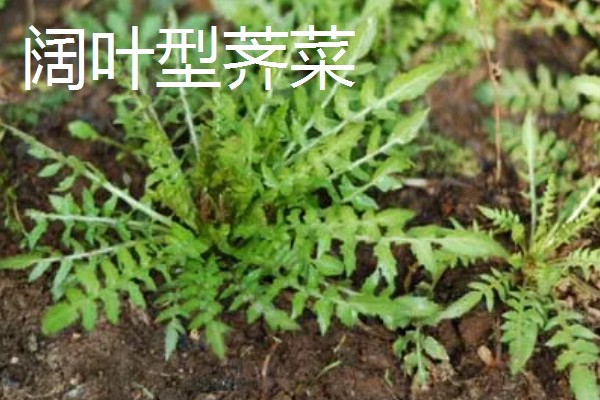 野生荠菜什么时候采，春季或者秋季均可采挖