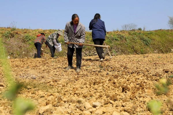 野生荠菜什么时候采，春季或者秋季均可采挖