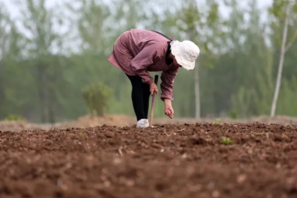 野生荠菜什么时候采，春季或者秋季均可采挖
