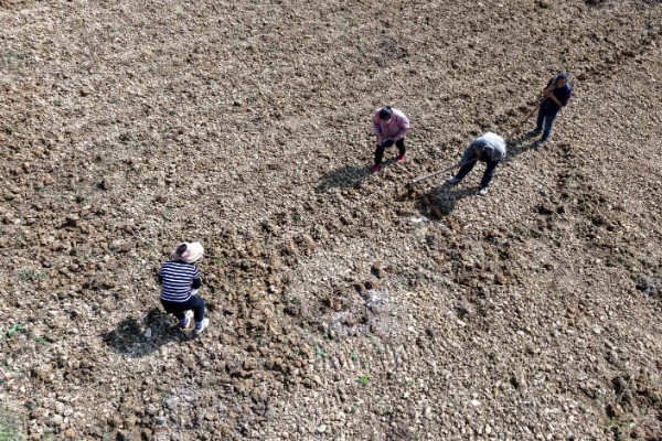 野生荠菜什么时候采，春季或者秋季均可采挖
