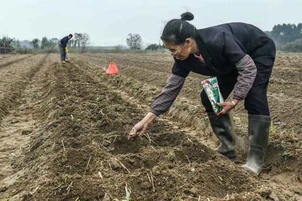 野生荠菜什么时候采，春季或者秋季均可采挖