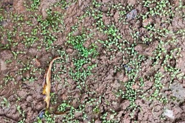 野生荠菜什么时候采，春季或者秋季均可采挖
