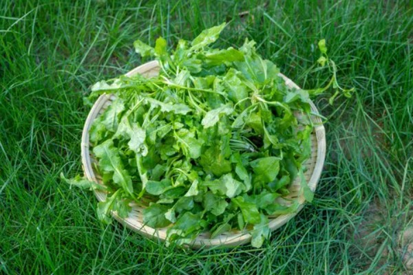 野生荠菜什么时候采，春季或者秋季均可采挖