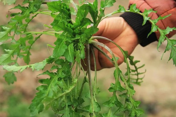 野生荠菜什么时候采，春季或者秋季均可采挖