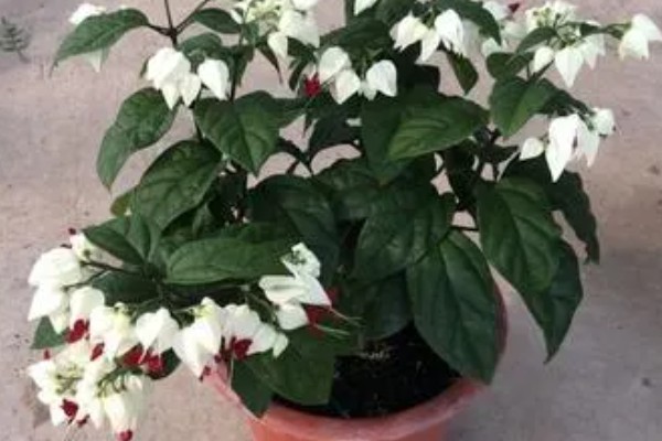 龙吐珠怎么养才能开花多，要保证充足的光照