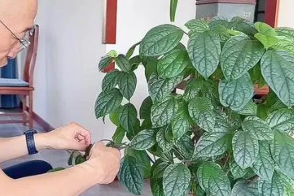 龙吐珠怎么养才能开花多，要保证充足的光照