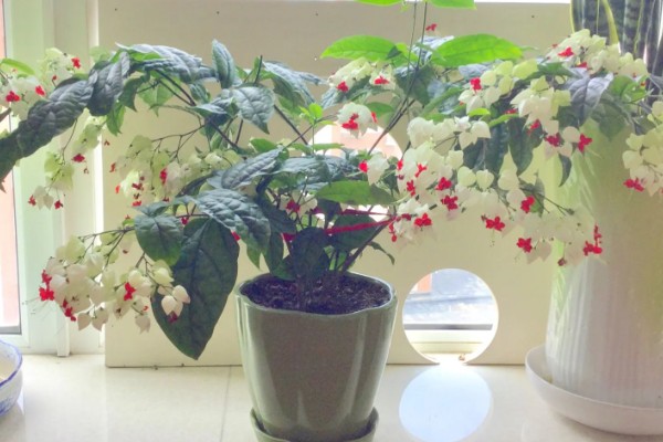 龙吐珠怎么养才能开花多，要保证充足的光照