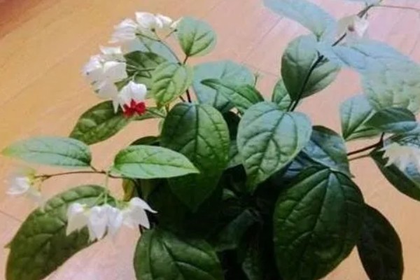 龙吐珠怎么养才能开花多，要保证充足的光照