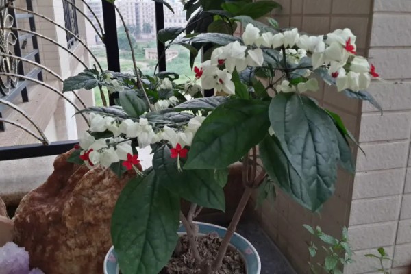 龙吐珠怎么养才能开花多，要保证充足的光照