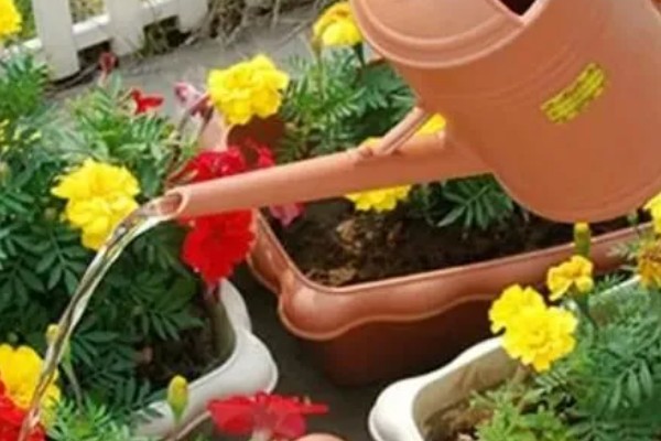 冬季养花有哪些注意事项，不宜过多的施肥