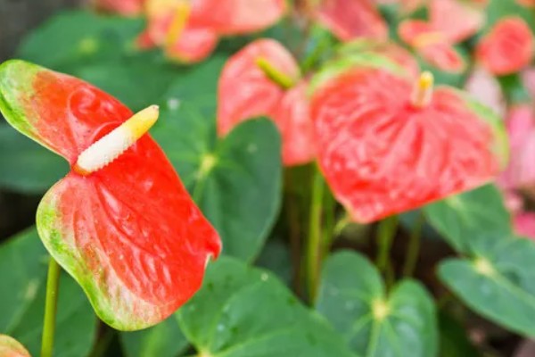 火鹤花的花语，寓意大展宏图、心心相印等
