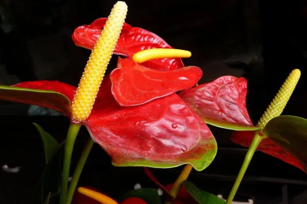火鹤花的花语，寓意大展宏图、心心相印等