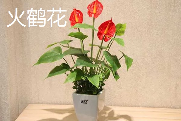 火鹤花的花语，寓意大展宏图、心心相印等