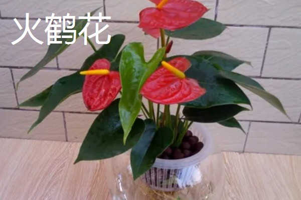 火鹤花的花语，寓意大展宏图、心心相印等