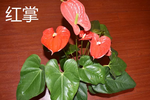 火鹤花的花语，寓意大展宏图、心心相印等
