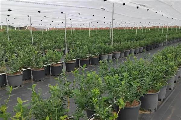 蓝莓的种植技术，喜欢生长在偏阴凉的环境中